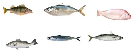 Línea de clasificación automática de peces profesionales y tamaño de otros peces pequeños