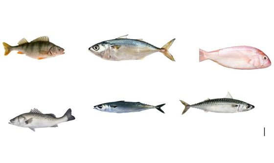 Buen precio Un conjunto completo de líneas de clasificación de peces para clasificar muchos tipos de peces oceánicos en línea