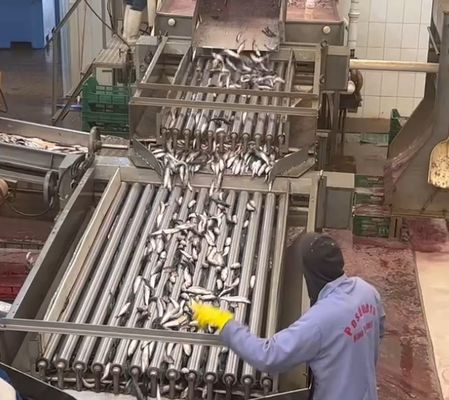 Buen precio 4 modelos clasificador automático de pescado y clasificación de la línea de pescado pequeño con 5-10T / h en línea