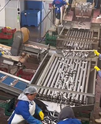 4 estilos máquina automática de clasificación de peces y clasificación de peces pequeños línea con 5-10T / h