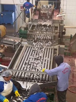 Buen precio Cuatro modelos de línea automática de procesamiento de pescado y línea de clasificación de peces pequeños con 5-10T / h en línea