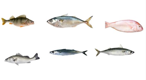 Cuatro estilos de línea automática de pescado de tamaño y clasificación de caballa línea con alta velocidad