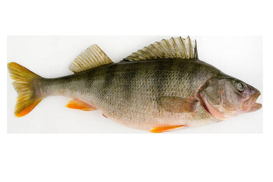 La mayoría de los estilos máquina automática de clasificación de pescado y tamaño de pescado con alta estabilidad