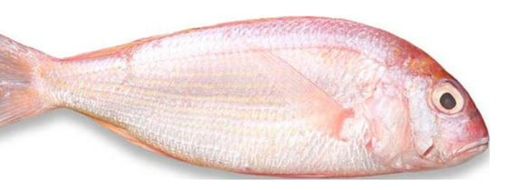 Cuatro modelos de clasificador automático de pescado y pescado del océano, tamaño de la caballa de alta calidad