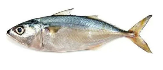 Buen precio Cuatro modelos máquina automática de clasificación de peces y pescado de mar de alta calidad en línea
