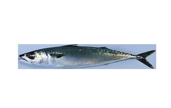 Cuatro estilos máquina automática de clasificación de pescado y clasificación de sardinas línea con alta velocidad