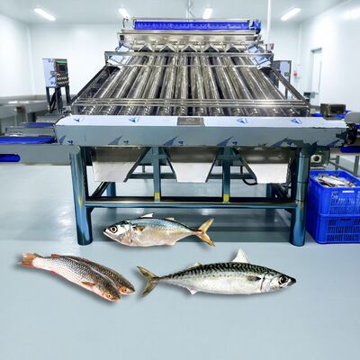 Buen precio Clasificador de pescado con rodillo de acero inoxidable 304, clasificador de corvina, clasificadora de sardina Zolim, clasificador de caballa, máquina de tamaño de pescado pequeño en línea