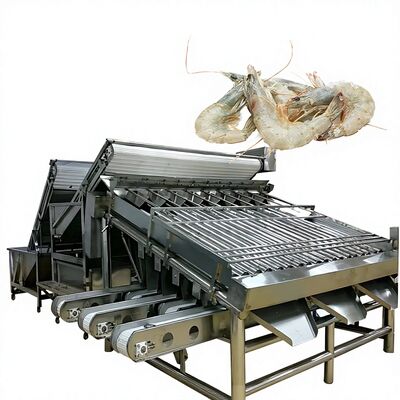 Buen precio Clasificadora práctica del camarón SUS304, clasificador anti del camarón de la máquina del tamaño de la alta capacidad del graduador de la gamba en línea
