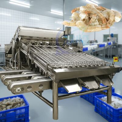Buen precio Máquina de clasificación de camarones industriales para el procesamiento de camarones Máquina de clasificación de camarones a prueba de agua Máquina automática de tamaño de camarón en línea