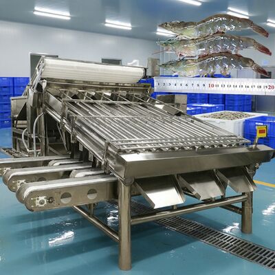 Buen precio Máquina de clasificación de camarones anticorrosivos Zolim Máquina de tamaño de camarones Equipo de clasificación de camarones 4.9KW Máquina de procesamiento de camarones en línea