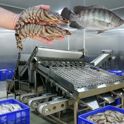 Buen precio Máquina de clasificación de camarones duradera 4.9KW Máquina de clasificación de pescado para plantas de mariscos Línea automática de tamaño de gambas Grader de pescado Zolim en línea