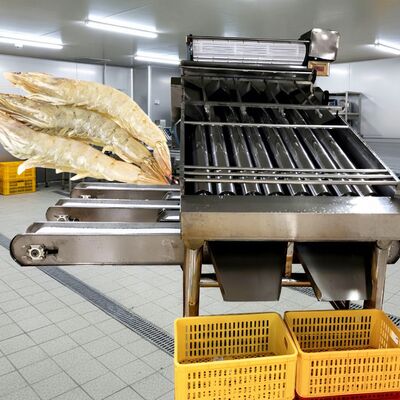 Buen precio Clasificador de camarones con rodillo de 4,9 kW, máquina clasificadora de camarones SUS304, clasificadora automática de gambas Zolim, la mejor máquina clasificadora de camarones para mariscos en línea
