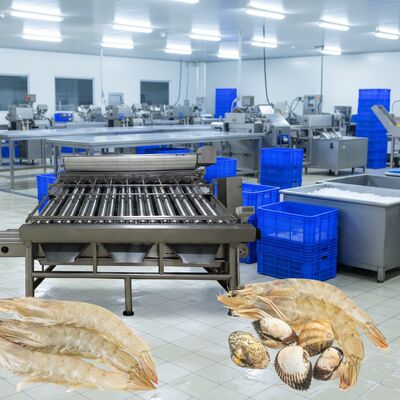 Buen precio Máquina de tamaño de camarón de acero inoxidable 4.9kw Máquina de clasificación de camarones para procesamiento de mariscos Zolim Máquina de clasificación de camarones en línea