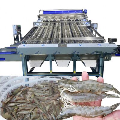 Buen precio Máquina de clasificación y clasificación de peces y camarones multifunción totalmente automática Máquina de clasificación rápida de camarones con rodillos personalizada en línea