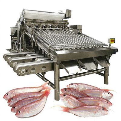 Buen precio Máquina clasificadora de pescado eficiente Máquina clasificadora de pescado y máquina de especificación de pescado Clasificador de pescado de 1000 kg-1200 kg para procesamiento de pescado en línea